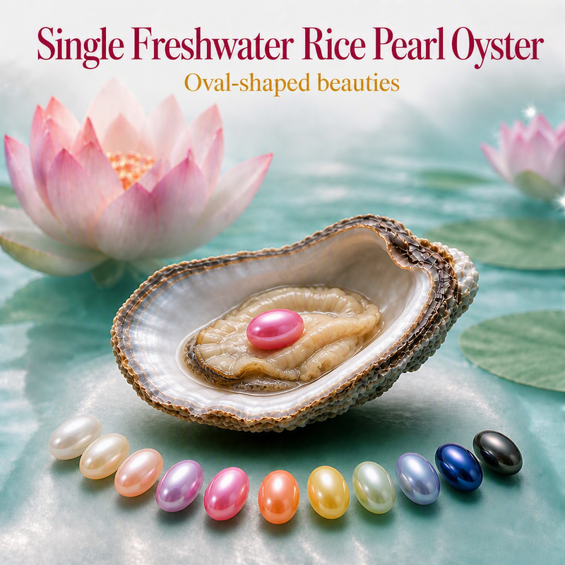 Single Freshwater Rice Pearl Oyster